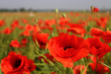 Poppy flowers on a poppy field on a sunny summer day. Nature and landscape. Selective focus