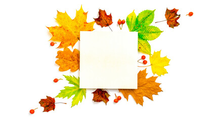 Flat lay autumn. Frame made of Green, yellow dried leaves, red berry isolated on white background for greeting card. Autumn, fall concept.