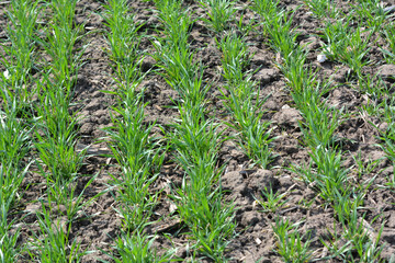 Winter wheat sowings