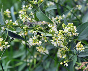 In spring, Vincetoxicum hirundinaria blooms in the forest