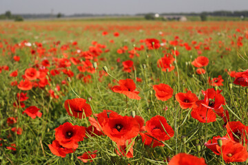 Naklejka premium Poppy field on a sunny summer day. Nature and landscape. Selective focus