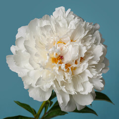 Delicate peony flower isolated on blue background.