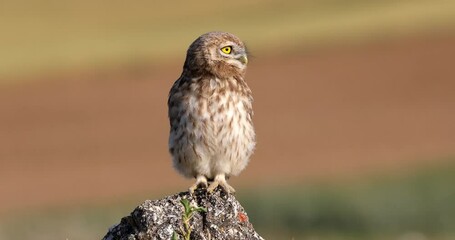 Little owl. Athene noctua. Nature background.