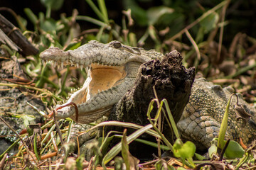 alligator in the grass