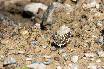 butterfly on the ground