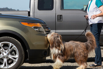 Side view of a sheep dog sniffing an automobile, doing scent work during a vehicle search with a...