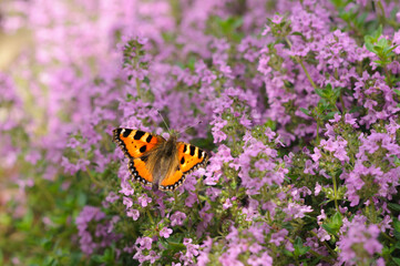 Beautiful blurred summer background with blooming mint and butterfly. Selective focus