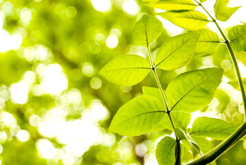 Fototapeta na wymiar Green young leaves in the light of the sun on a blurred background