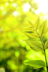 Green young leaves in the light of the sun on a blurred background