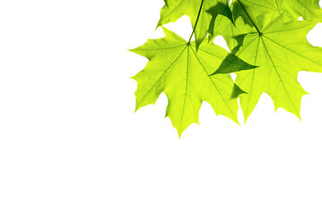 Green young leaves on isolated white background.