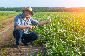 A senior farmer in a beet field with a raised thumb up gives a sign of a good harvest