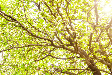 The unfolded flowers of the apple tree in the rays of sunlight.