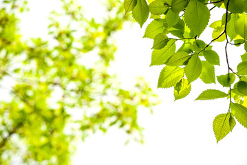 Green young leaves on isolated white background.