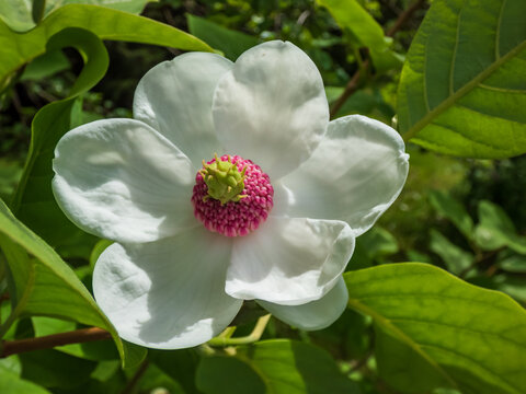Macro shot of cup shaped Siebold's magnolia or Korean mountain magnolia and Oyama magnolia (Magnolia sieboldii) flower with reddish-purple stamens