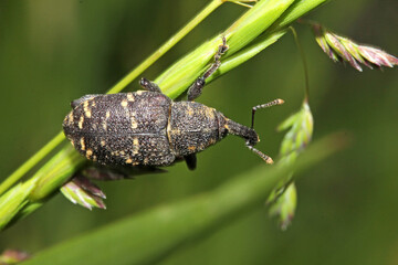 ilobio (Hylobium pinastri)