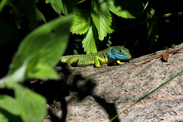 ramarro (Lacerta viridis - maschio)
