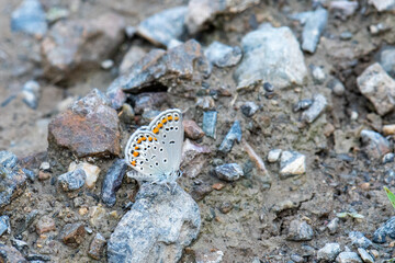butterfly on a rock