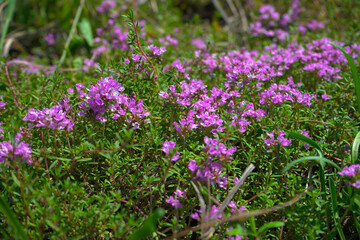 Growing thyme grass blooming with purple flowers.