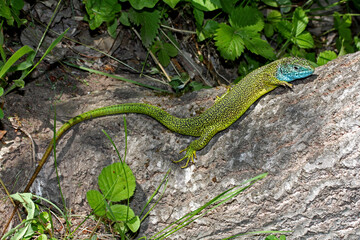 ramarro (Lacerta viridis - maschio)