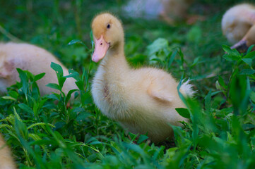 One small beautiful yellow domestic duckling stands in the grass and looks.