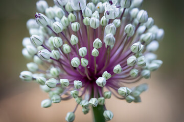 An isolated, macro shot of a leek seed head with an out of focus background