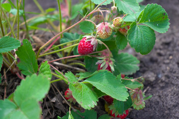 Beautiful, red, ripe strawberries grow on a berry bush on a sunny day.
