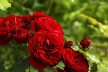 Beautiful blooming red roses on bush outdoors, closeup. Space for text