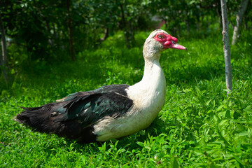 Fototapeta premium One beautiful white male duck with black wings walks on the green grass in the garden.