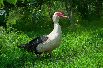 One beautiful white male duck with black wings walks on the green grass in the garden.