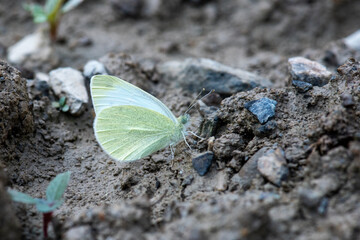 Pieridae / Dağ Beyazmeleği / / Pieris ergane