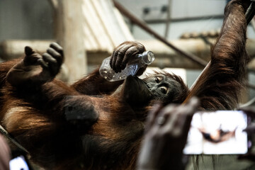 orangutan drinking © Robert