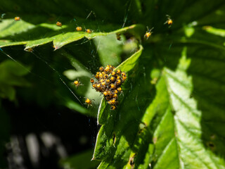 Macro shot of Tiny yellow spiderlings of European garden spider, diadem spider, orangie, cross...