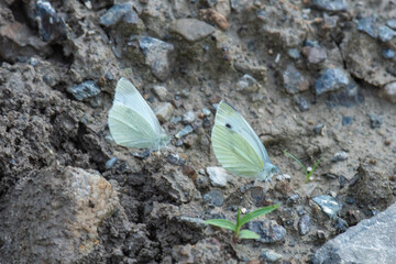 Pieridae / Mann`ın Beyazmeleği / / Pieris mannii