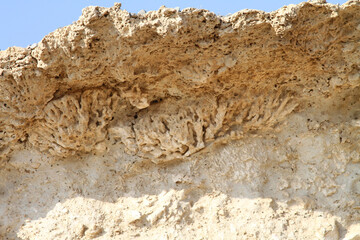 Affleurements coralliaires fossiles, Egypte