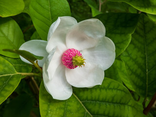 Macro shot of cup shaped Siebold's magnolia or Korean mountain magnolia and Oyama magnolia...