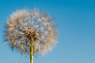 A large dandelion on the bon of the sky