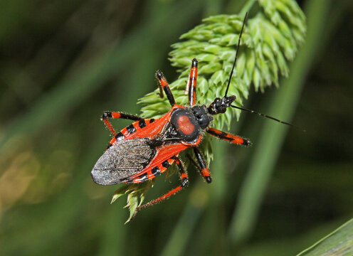 cimice assassina (Rhynocoris iracundus)