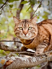 cat on tree