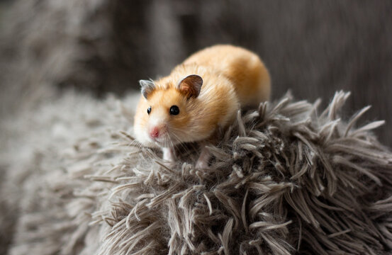 chomik