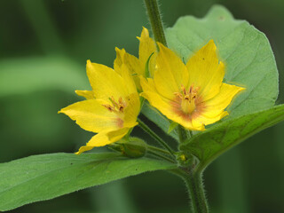 Punktierter Gilbweiderich (Lysimachia punctata)