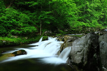 Fototapeta premium 岩手県遠野市 新緑の重端渓