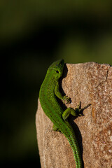green lizard