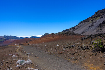 Silversword, Hiking in the crater / Dormant volcano, Haleakala National Park, Maui island, Hawaii.  family Asteraceae. Argyroxiphium sandwicense subsp. macrocephalum