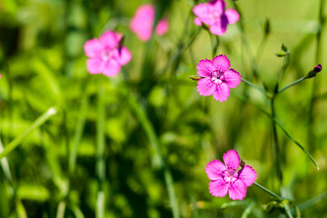 Small pink flowers in a clearing. A sunny day. Copy space.