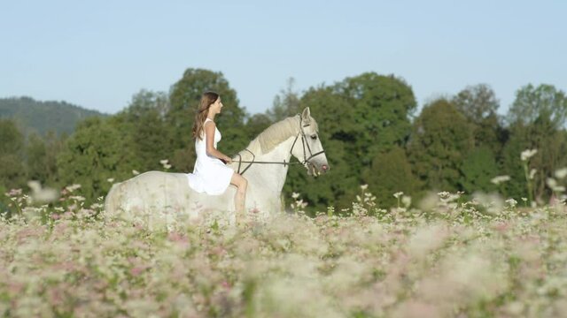 SLOW MOTION: Young brunette girl rides a beautiful white horse past a blooming buckwheat field. Caucasian woman riding bareback gallops on her white stallion around the idyllic Slovene countryside.