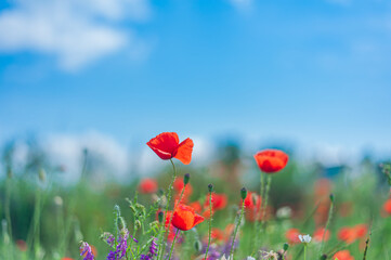 Vicia cracca. mouse peas and poppy field