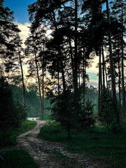 Obraz premium morning in the forest