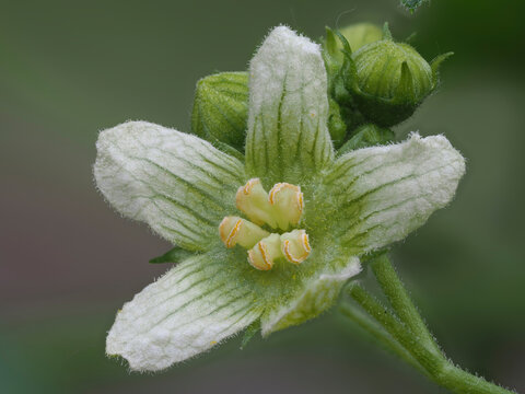 Zaunr&uuml;ben (Bryonia)