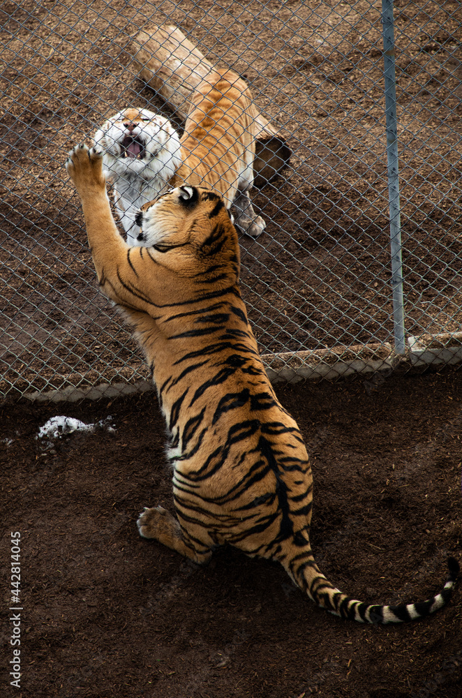 Wall mural tigers clashing