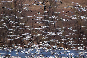 Snow Geese at Middlecreek